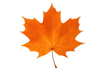 Fototapeta premium Vibrant orange maple leaf revealing autumn season color, isolated on a transparent background, changing foliage concept