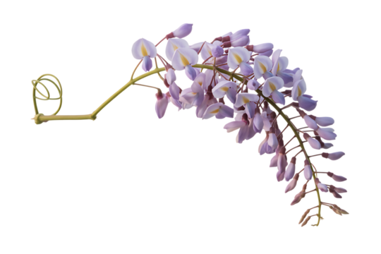 Delicate wisteria flower cluster with green stem isolated on transparent background - Powered by Adobe