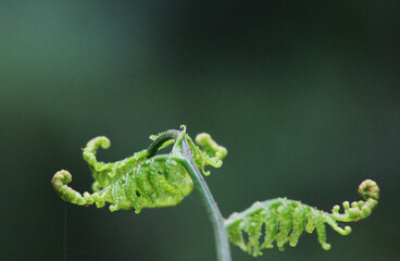 close up photo of fern in the wilderness