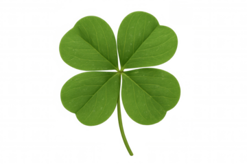 Four-leaf clover representing luck, fortune, and irish st. Patrick holiday, green plant leaf symbol