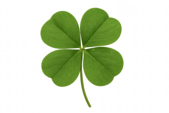 Four-leaf clover representing luck, fortune, and irish st. Patrick holiday, green plant leaf symbol