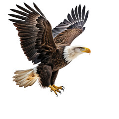 Fototapeta premium Soaring eagle with brown and white plumage against dark background