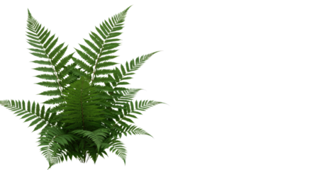 Green Fern Plant Isolated on White Background Top View.
