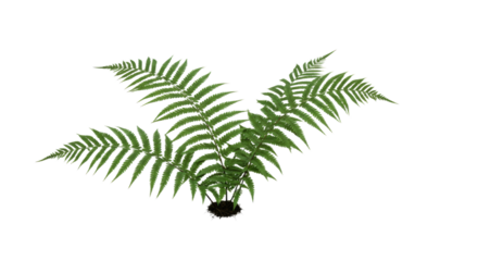 Green fern plant with delicate fronds isolated on white background.