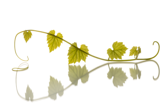 Elegant golden vine with delicate leaves and tendrils isolated on transparent background
