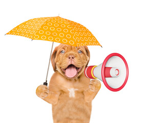 Happy Mastiff puppy holding umbrella and barking into a megaphone. isolated on white background