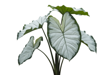Elegant white caladium plant with large heart shaped leaves isolated on transparent background2