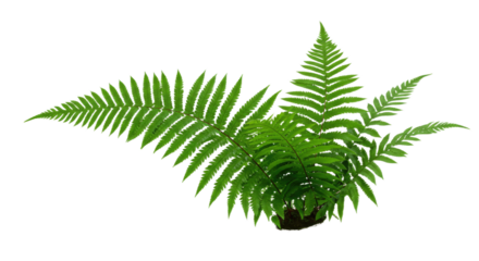 Lush green fern plant isolated on white background detailed view.