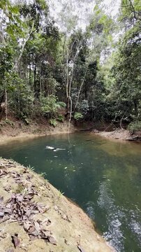 adventurous man swims in crystal clear pond hidden in lush dense rainforest, Licuala Forest Park, tropical North Queensland, near Cairns, Queensland, Australia