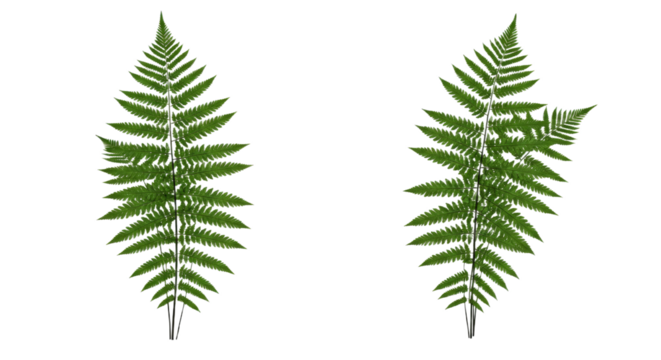 Two detailed green fern leaves isolated on white background.