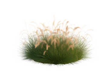 Fluffy ornamental grass plume with green blades isolated on transparent background