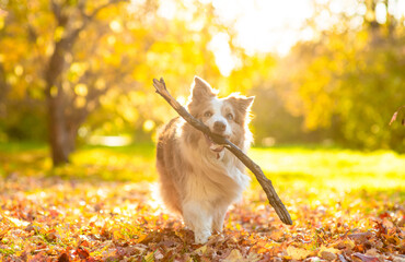 Happy Australian Shepherd dog running with a stick in its mouth at sunny autumn park