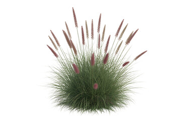 Fluffy ornamental grass with delicate pink plumes isolated on transparent background