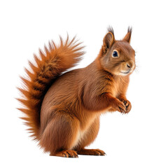 Red squirrel stands, fluffy tail, paws clasped, isolated on black
