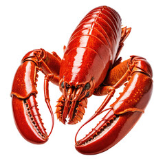 Bright red cooked lobster with detailed texture and shiny shell