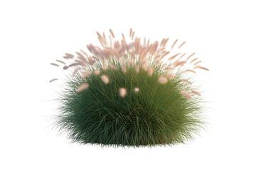 Fluffy pampas grass plume with green foliage isolated on transparent background2