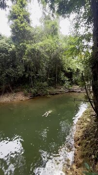 adventurous girl swims in crystal clear pond hidden in lush dense rainforest, Licuala Forest Park, tropical North Queensland, near Cairns, Queensland, Australia