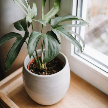El toque de la naturaleza: Una Monstera en una maceta de cer&aacute;mica junto a la ventana