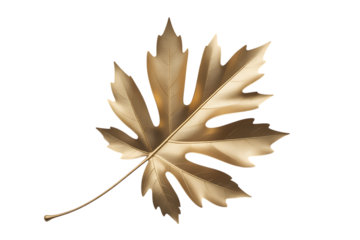 Golden autumn sycamore leaf with detailed veins isolated on transparent background