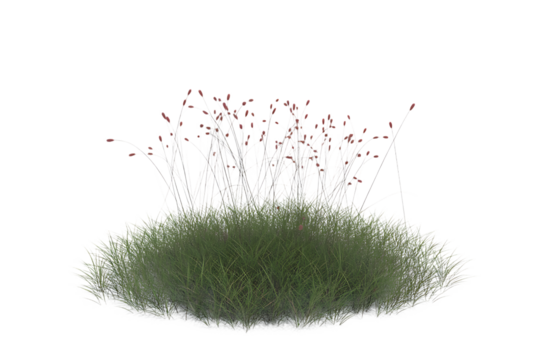 Green grassy mound with delicate white floral elements isolated on transparent background