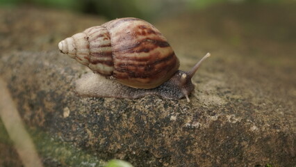Garden Snail with Striped Shell Slowly Moving on a Mossy Rock