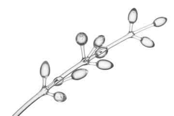 Microscopic view of fungal conidia on a branching conidiophore isolated on transparent background