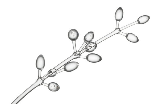 Microscopic view of fungal conidia on a branching conidiophore isolated on transparent background