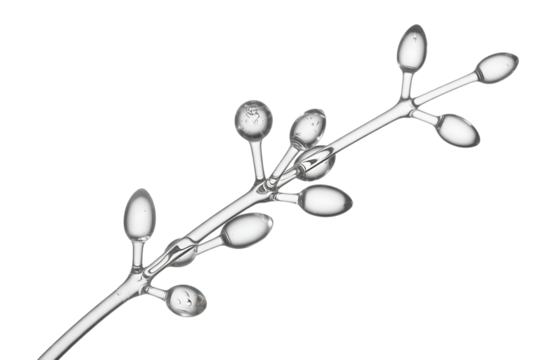 Microscopic view of fungal conidia on a branching conidiophore isolated on transparent background