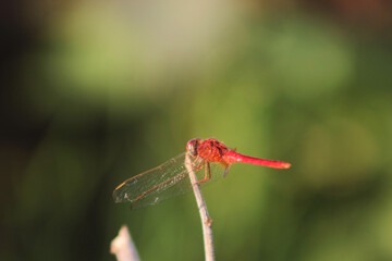 close up photo of red dragonfly