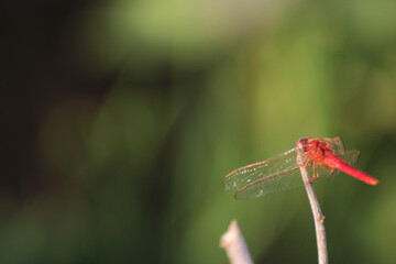 close up photo of red dragonfly