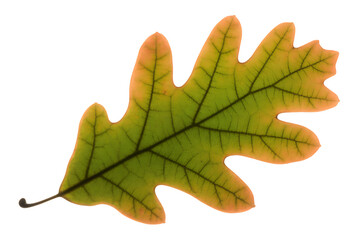 Fototapeta premium Single autumn oak leaf with green and orange hues isolated on transparent background