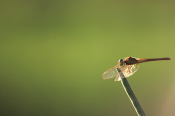 close up photo of red dragonfly