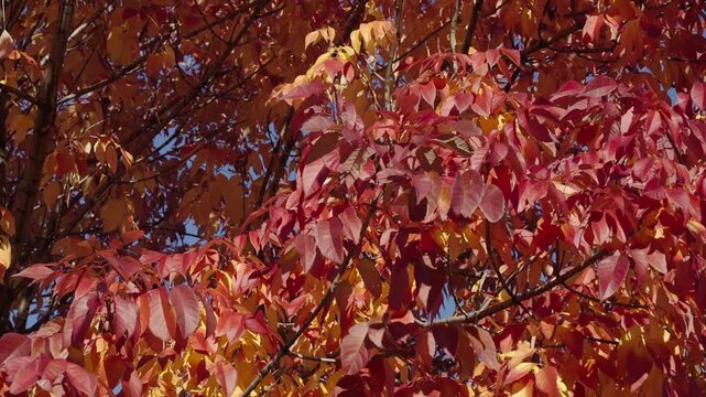 Leaves red color. Nature fall beauty. Fall season weather. Red autumn leaf natural background, 4k. Autumn nature. Red leaves on forest tree. Seasonal autumnal tree. Autumn red leaves