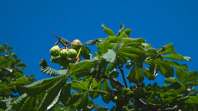 Bottom up view of European horse chestnut tree with clusters of ripening green conkers in spiky shells. Fresh green leaves stretch outward against a clear blue sky and young fruits hang on the branch
