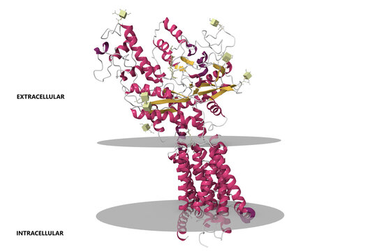 Cryo-EM structure of human Ptch1. 3D cartoon model, pdb 6dmb, secondary structure color scheme, putative membrane shown