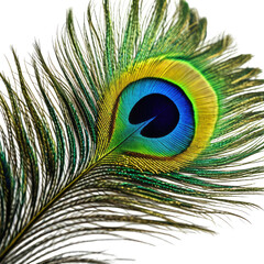 Obraz premium Feather beauty Peacock feather with vibrant, iridescent eye design