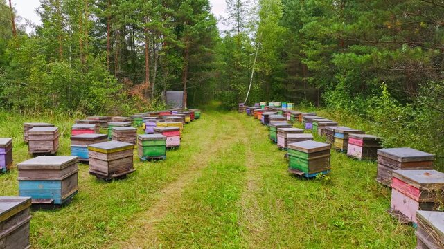 Drone flies above forest beehives with bees buzzing in colorful wooden boxes