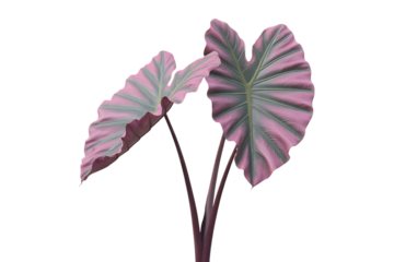 Two large textured elephant ear plant leaves with pink and green hues isolated on transparent background