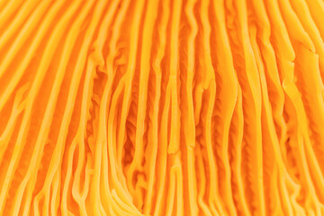 Abstract nature view of gills of chanterelle mushrooms Cantharellus cibarius. Aesthetic Closeup yellow orange texture and delicate folds of fungus. Natural organic geometry forms, beauty of nature.