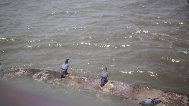 Static shot of pigeons walking and flapping wings on seaside parapet
