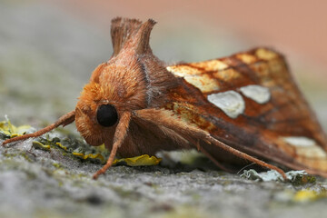 Closeup on a colorful Gold Spot,  owlet moth, Plusia festucae
