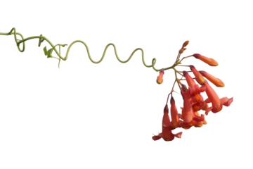 Vibrant orange trumpet flowers bloom on a delicate twisting vine isolated on transparent background