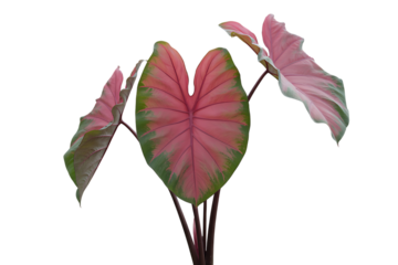 Vibrant pink and green caladium leaf with unique heart shape isolated on transparent background