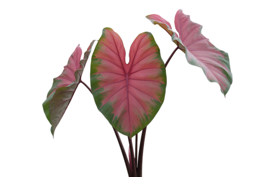 Vibrant pink and green caladium leaf with unique heart shape isolated on transparent background