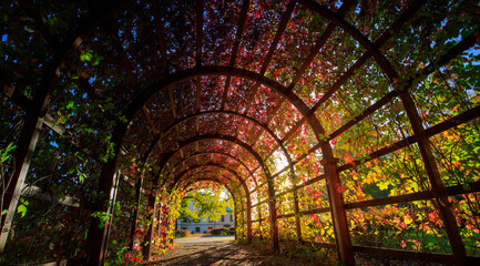 Fototapeta premium Large archway with vines and leaves is shown in the image