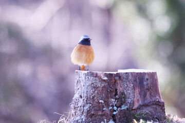 切り株に止まるジョウビタキ