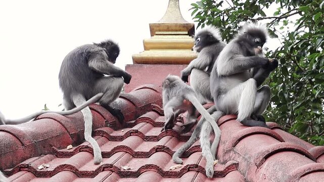 A troop of dusky leaf monkeys (Trachypithecus obscurus) eats peanuts on the roof of a Buddhist temple, offered by humans. Two playful babies interact nearby. Slow motion.