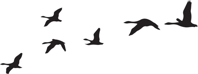 Fototapeta premium Six black geese flying in formation on white background