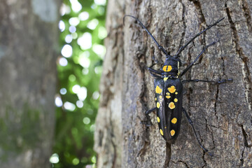 Close up of black longhorn beetle with yellow spot clinging to brown tree trunk. wild insect with long antennae rests on rough bark in natural forest habitat