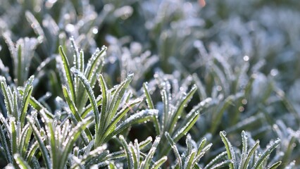 A vibrant macro shot of needle lavender leaves coated in sparkling hoarfrost and dew drops, glistening in the soft, bright morning sunlight.